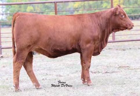 Bull calf due 2/19/18. A tremendous donor cow with five progeny commanding total gross sales of $43,500.