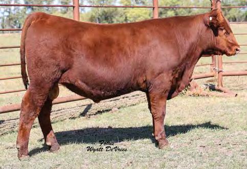 She has an exceptional bull calf selling as Lot 3A by Red RRAR Detour 6Z.