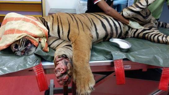 conflict and confiscated tigers Other functions: