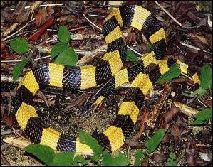 Marble Pit Viper