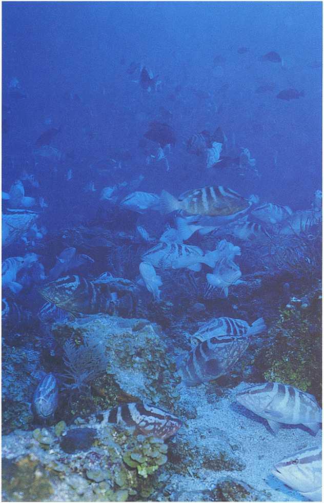 Rapid Decline of Nassau Grouper E Spawning Aggregations in Belize: 11 Fishery Management and C Conservation Needs q ID Downloaded by [UNESCO IIEP] at 06:09 26 July 2011 The Nassau grouper