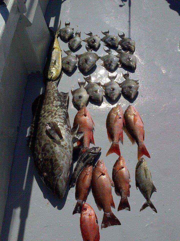 An additional example of today's good catch from Stuart, Florida, with a variety of fishes of small size.