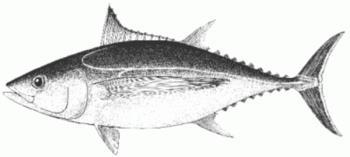 Indian Ocean Tuna