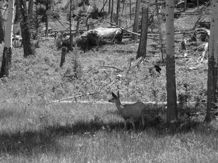 116 Mule Deer Photo by Mark Elzey A deer is pictured in the shade of rich aspen habitat. Summer ranges provide the high quality forage needed to build fat stores necessary for winter survival.