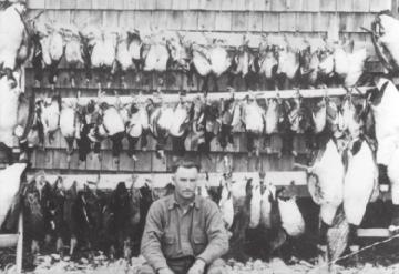75 CHAPTER 7 Wildlife and American Sport Hunting FIGURE 7-1 This market hunter shot more than 100 ducks and geese in a single morning s hunt.