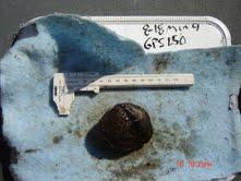 This mussel was not found by Ortmann, Dennis, Veto, or Bogan in the Monongahela River or its tributaries.