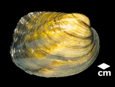 1.5.1.4 Amblema plicata- Threeridge Mussel (Warren, n.d.) One threeridge mussel was found in Pool 4.