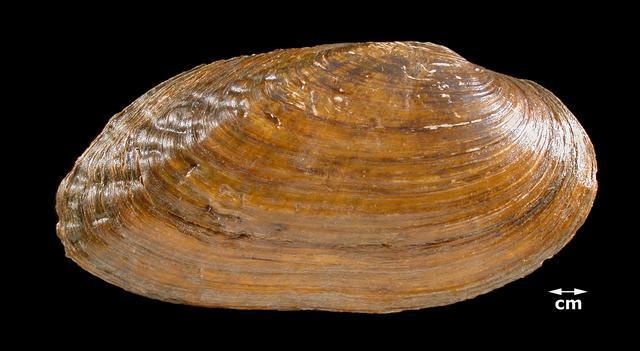 1.5.1.7 Lasmigona costata- Flutedshell Mussel (Little, n.d.) One Flutedshell Mussel was found in the Monongahela River within the Emsworth Pool near Pittsburgh, PA. L. Costata is an original species for the Monongahela River and was found by Ortmann, Dennis, Veto, and Bogan in previous surveys (TABLE 6).