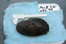 The mussel has a wide range of habitats from small to large rivers and fast or slow moving current (Cicerello et al., 2003).