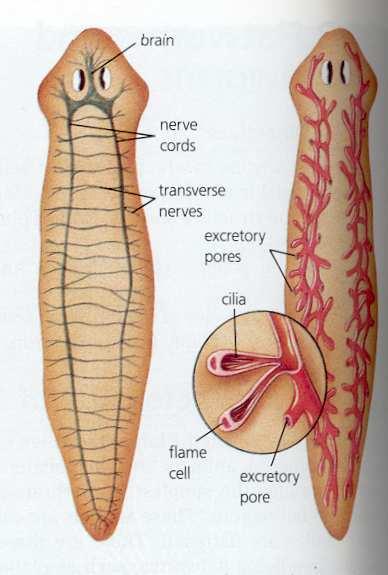epidermis, layer of circular & longitudinal muscles