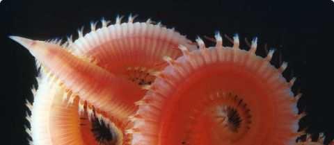 leeches, bloodworms,