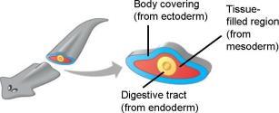 2 During embryonic development, animals have up to three tissue layers (germ layers). As the organism matures these tissues become other parts of the body: 1.