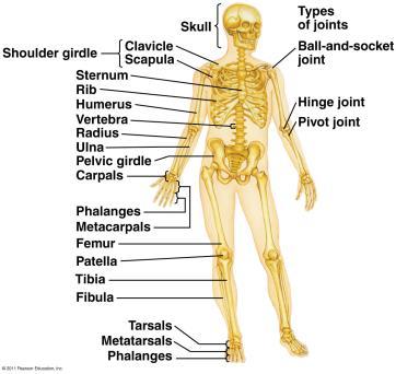 Skeletal System 2. Endoskeleton A hard internal skeleton inside of soft tissue. E.g. Humans.