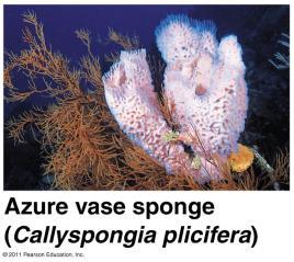 - Porifera - Cnidaria - Platyhelminthes - Nematoda - Annelida - Arthropoda - Chordata Phylum