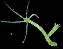 Phylum Cnidaria pp.721-724 ~ 10,000 species. E.g.