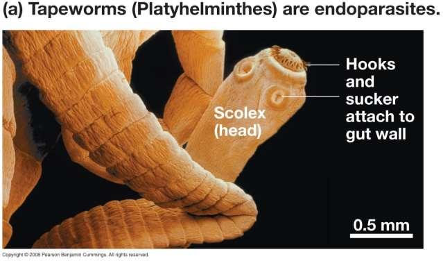 Phylum - Platyhelminthes Class Turbellaria- free living flatworms;