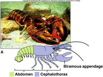 Phylum Arthropoda Have an exoskeleton