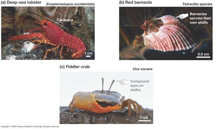 Phylum Arthropoda Subphylum Crustacea- crustaceans (crabs, shrimp, crayfish) * have