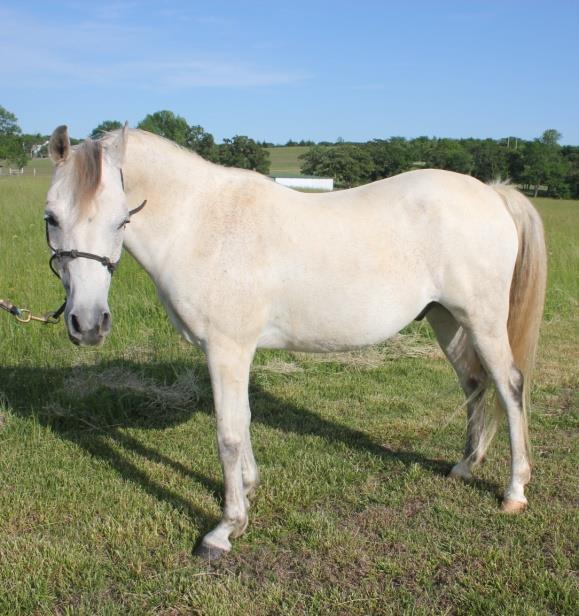 Classifieds Linda Gremore is selling the last of her mares. These horses are bred to be athletic and are known for their kind dispositions and sweet spirits. All three are of Donoghue bloodlines.