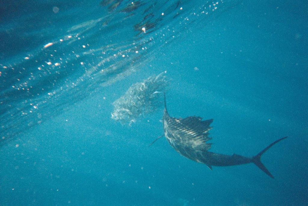 University of Miami billfish research is framed by ecosystem considerations and with a long-range vision of scientific research sponsored by private individuals that care for the future of billfish