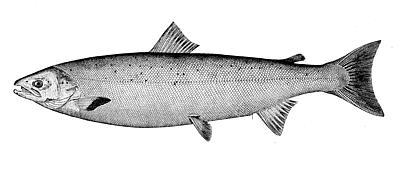Sockeye Salmon Snake River Sockeye 1 Endangered (1992) Total by species: Chum 16 Chinook 74 Steelhead 75 Coho 24 Sockeye 1 Total Populations Protected by the ESA: 190 Source: N.W.