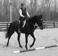 Learning to Jump Larger log jumps are slowly introduced as they are stepped over and later jumped Once the horse is jumping 18 inches to two feet in the woods we bring them back to the jumps in the
