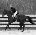 Trotting OTTBs will trot as fast as you post A common error is to start posting faster as the horse is moving out... So the horse move faster... The rider then posts faster.