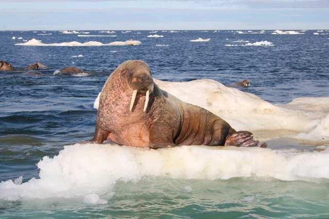 Prices 2017 Atlantic Walrus: 5 hunting days incl. Hunt guidance 1:2, 1 boat, 1 hunter with 2 guides, incl.