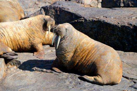 It is the responsibility of each hunter to check on laws governing Atlantic walrus importation of their respective home countries- European clients must leave their