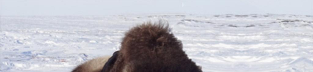 ) Hunting license Arctic Island Caribou Muskox Arctic Wolf 13,950, 9,850, 8,650, 3,250,