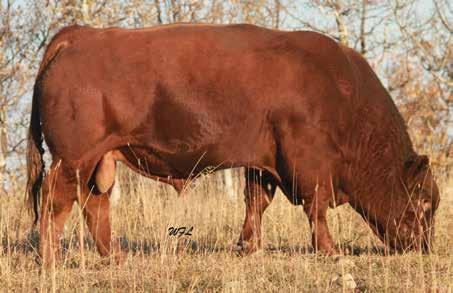 WLE POWER STROKE HC POWER DRIVE 88H KAPPES LADY IRISH F88 LRS PREFERRED STOCK 370C MISS MILE WEST 40K ROCKY HILLS GLORY Edge is a bull we raised, and sold in our 2006 sale to Westway and Lewis farms.