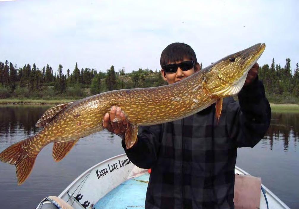 Grandson Tim with his first trophy pike on the fly said, the big fish still occasionally move back into the bays all season long, typically in the later afternoon and evening as the water cools.