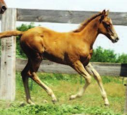 you see and work with this colt. It is not such a big surprise that this colt is so classy and well made as the dam s line is full of well made gorgeous horses.