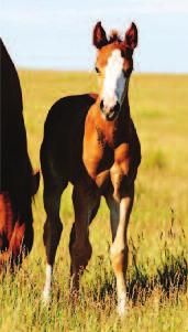 22 GBH RoSey SMootHWood x FlIt BaR SkIPa SORREL COLT FOALED: 6/1/11 22 FLIT BAR SkIPA SIRE (refer to page 4 for sire s pedigree) {JET DECK {JET SMOOTH {SMOOTH SAVANNAH {SAVANNAH PATTY GBH ROSEy
