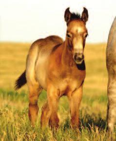 24 SHS Blue concheta x SaWyeR Wood GRAY COLT FOALED: 5/14/11 24 SAWyER WOOD SIRE (refer to page 4 for sire s pedigree) {SHORT GO LuCK {WYOMING BLANTON {SKOAL BANDIT BLANTON {CAM DALE SIDING SHS BLUE