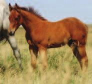 4SHS Espuela Cheyenne has made a great addition to our program and has produced some super nice foals that we are able to introduce to you.