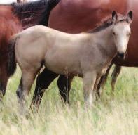 4 Here is a great futurity prospect! With this filly s genetics and conformation, she will be able to handle the pressures of training.