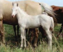 Her foals have great dispositions, cow sense, and a lot of try that make them some of the best roping horses. Check out this fillies conformation and appeal.