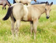 {MISS VAN DAIR 74 4 This will be Nita s last foal. A full brother is working as a stallion, other full sibs have excelled under saddle and as broodmares.
