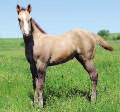 121 MORE SIGNS COLOUR ME SOFTLY no SIGn of colour BROWN GELDING FOALED: 5-06 REG.