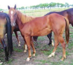 {TWISTED KITTEN {PEP O PRIDE {MISS HI HO CHEX {EASE OFF {BAR FAYME 146 MR LOTTO HICKORY MISS HI HO PEPPY MISS lotto HIckoRy SORREL MARE FOALED: 5-12-10 REG.