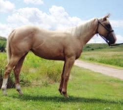 sire of Hot Dog is very athletic, very cowy, will cover the big, rough country. Very light, very supple, fun to sort on. Cowboy/cowgirls horse. Experienced rider.
