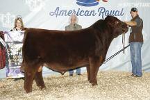 =Show Results 2016 American Royal Livestock Show - National Shorthorn Show 62 head Judge: Mark McClintock, Fort McKavitt, Texas by Kathleen Aschoff Bull, SULL RGLC Legacy 525 ET, exhibited by