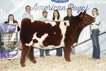 Bull honors went to SULL RGLC Legacy 525 ET, exhibited by Sullivan Farms of Dunlap, Iowa. K s Home Brew was named Reserve Bull, exhibited by Robert & Beverly Alden of Hamilton, Mo.
