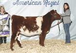 exhibited by Mikaela Rojas; 3) SK Rosie 1515 exhibited by Stetson Late Spring Yearling Females (2 entries): 1) FCC Miss
