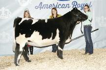 In the purebred show, Grand Female honors went to SULL Dream On 5158 ET, exhibited by Sara Rose Sullivan of Female was D.S.F Red Crystal Kiya ET, exhibited by Avery Bennett of Richland, Iowa.