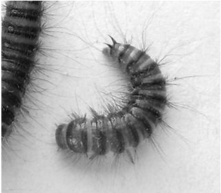 Larder Beetle Coleoptera: Dermestidae Description: elongate, brown and black beetle; 7 9mm long; larvae hairy Feeds on: larvae attack animal products, mostly leather