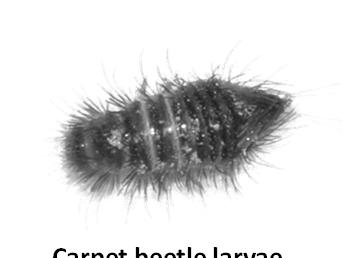 animal and plant products (dead insects, wool, plant fiber) Carpet Beetle Anthrenus fuscus http://bugguide.