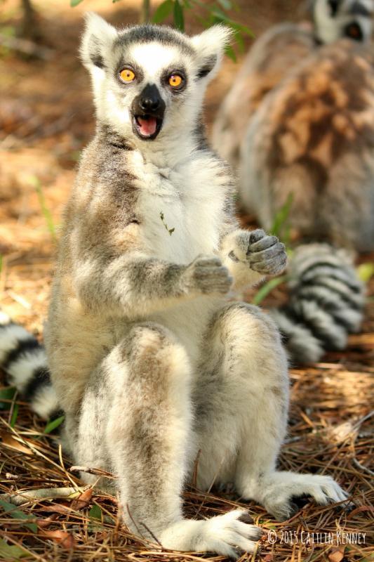 LCF--celebrating 20 years of bringing lemurs back from the brink