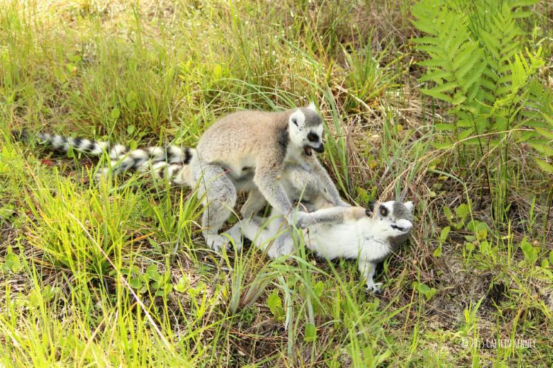 PARTNERING IN HABITAT PROTECTION IN MADAGASCAR As part of LCF's new conservation